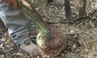 A sokak számára briarként ismert rózsafa pipa