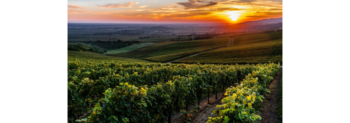 A Villányi borvidék italait minden szivarosnak ki kell próbálnia!