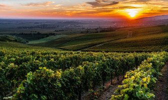 A Villányi borvidék italait minden szivarosnak ki kell próbálnia!